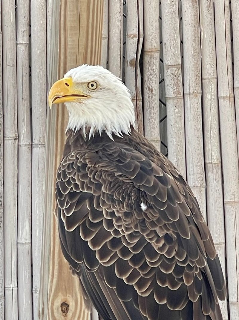 Meet Roosevelt the Bald Eagle