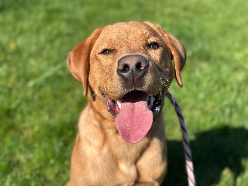 Labrador Retriever