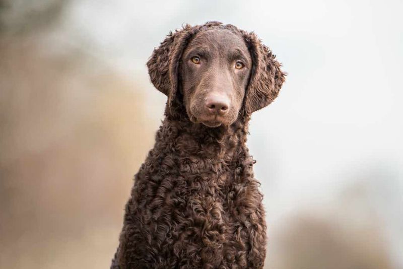 Murray River Curly Coated Retriever