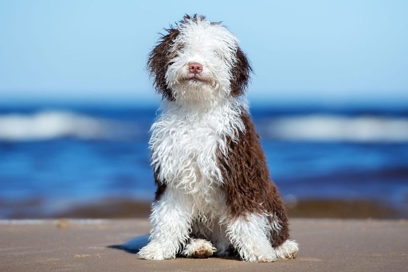 Spanish Water Dog