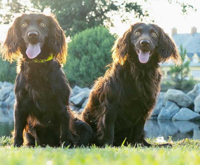 Boykin Spaniel