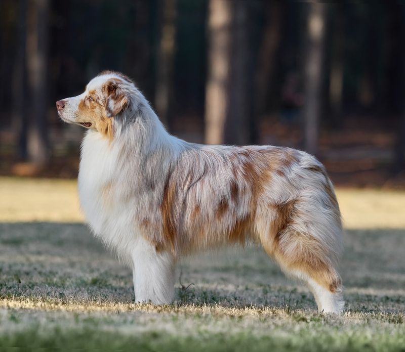 Versatile Working Dog