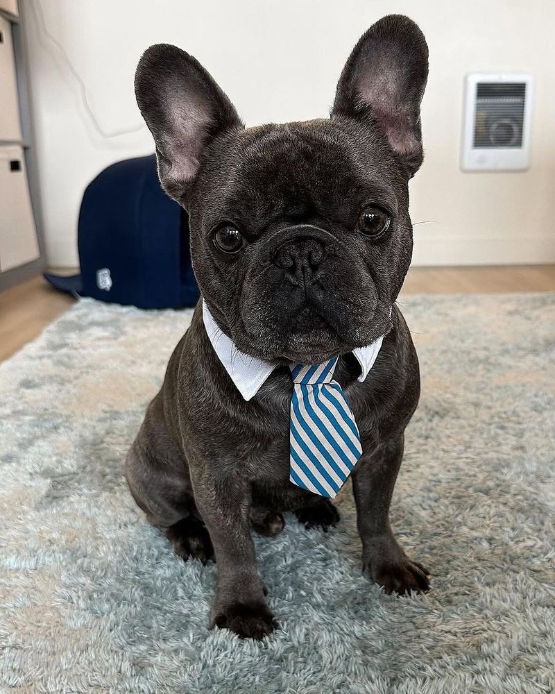 French Bulldog