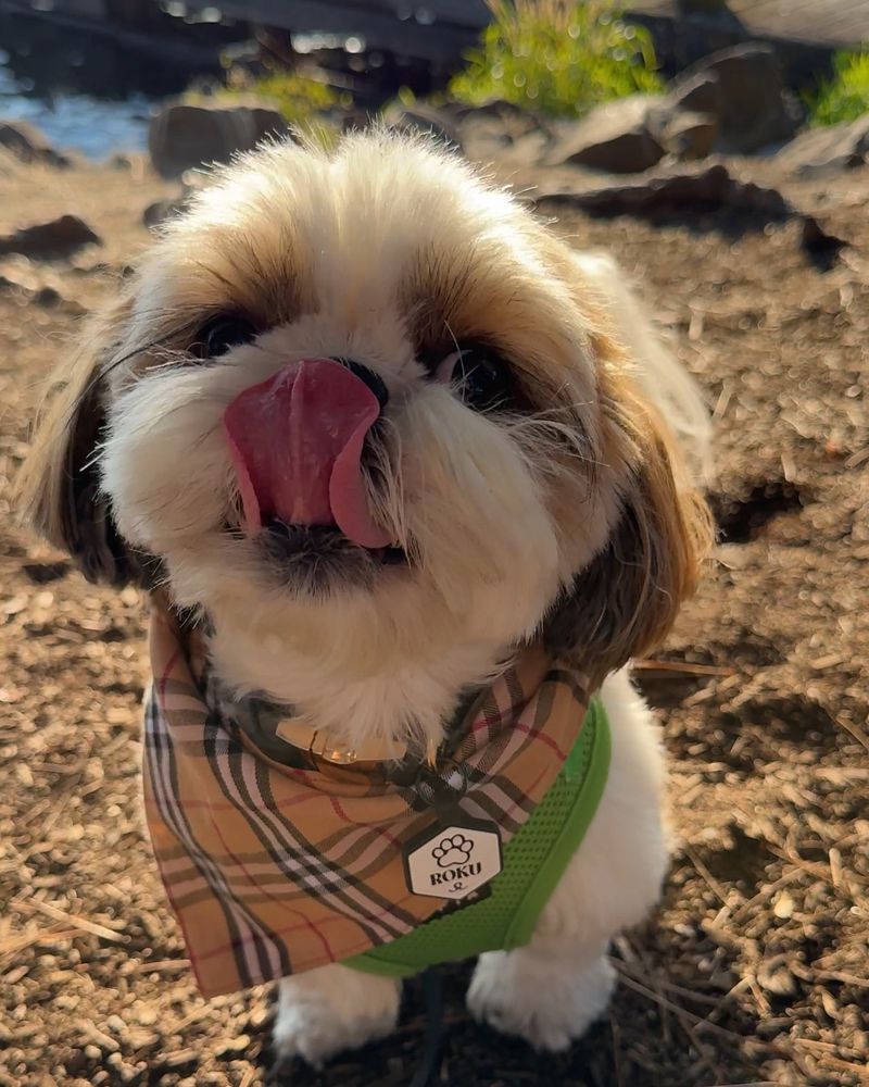 Shih Tzu