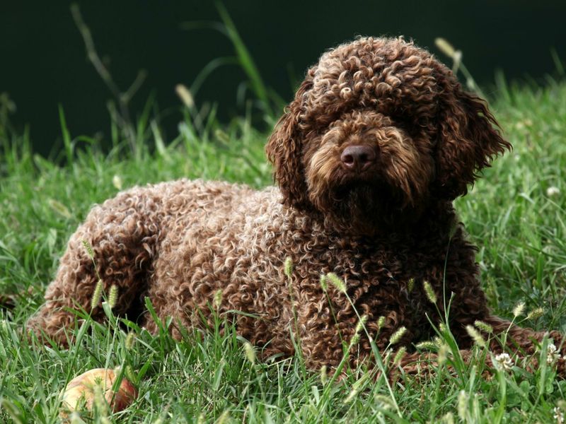 Lagotto Romagnolo