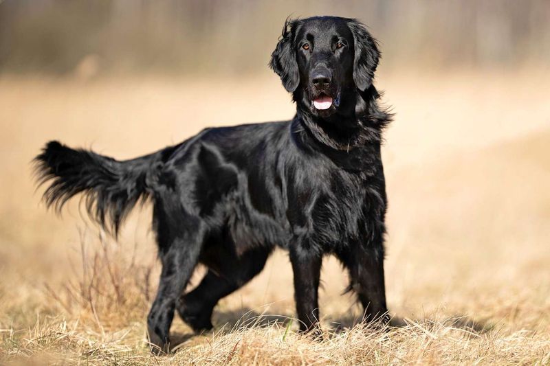 Flat-Coated Retriever