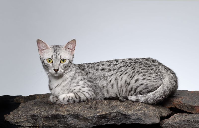ISTP – Egyptian Mau: The Craftsman's Spotted Shadow