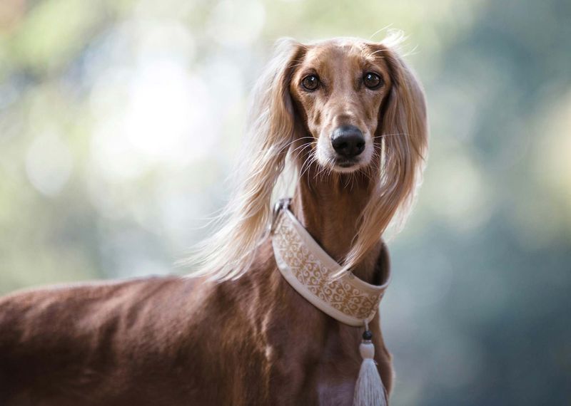 Saluki: The Ancient Desert Hound