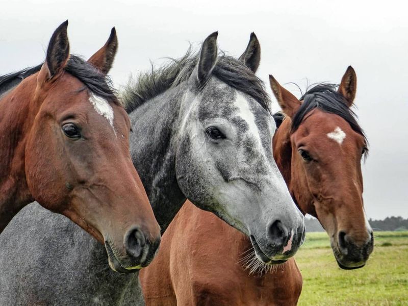 Hold Your Horses