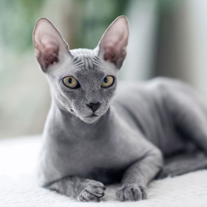 ESFP – Sphynx: The Entertainer's Naked Charmer