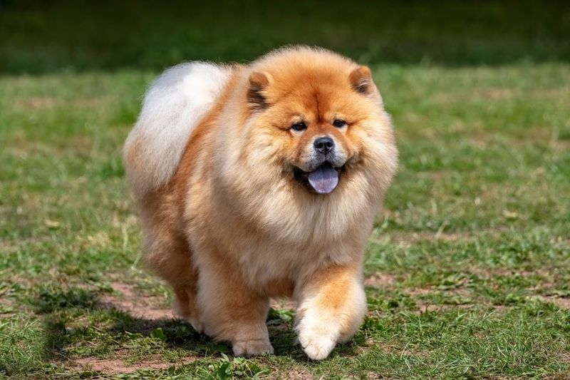 Chow Chow: The Lion-Like Aristocrat