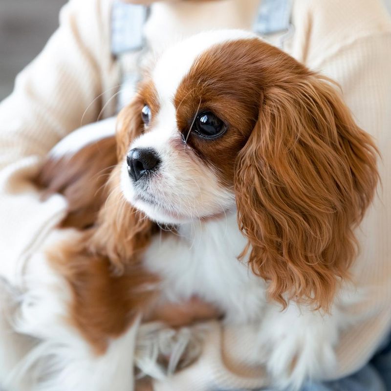 Cavalier King Charles Spaniel