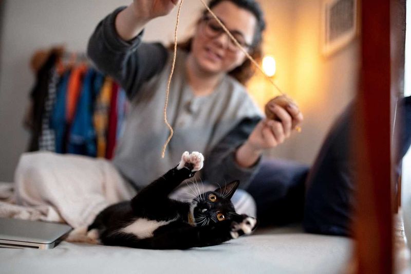 Play with Their Favorite Toys