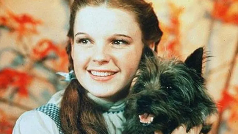 Toto Made More Than the Munchkins in The Wizard of Oz