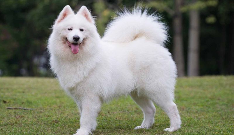 Samoyed: The Smiling Polar Pup