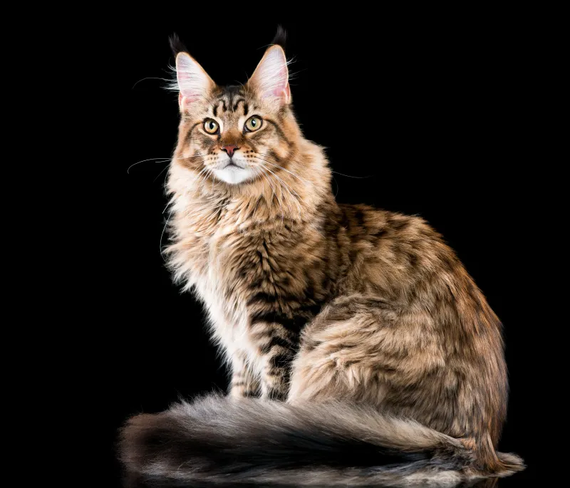 ENFP – Maine Coon: The Enthusiast's Gentle Giant