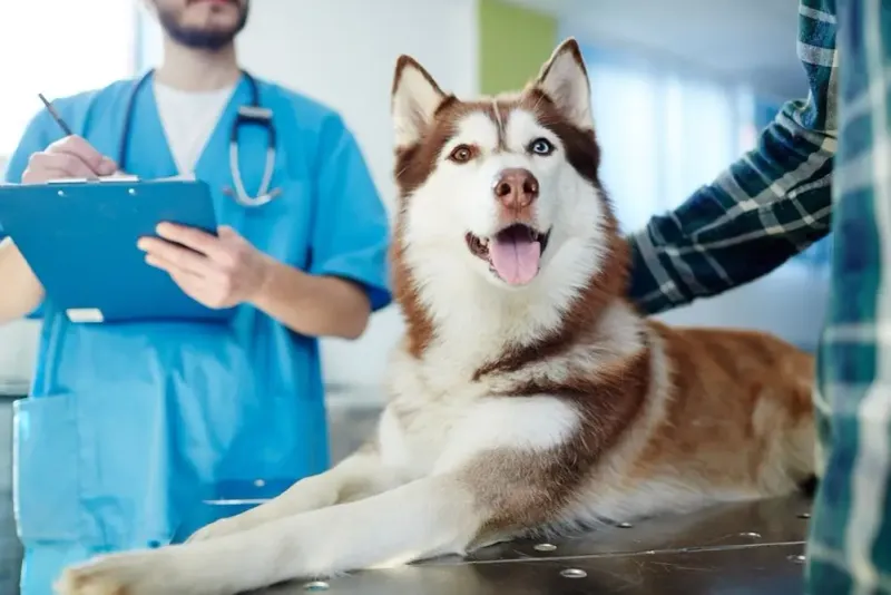 Schedule Regular Veterinary Checkups