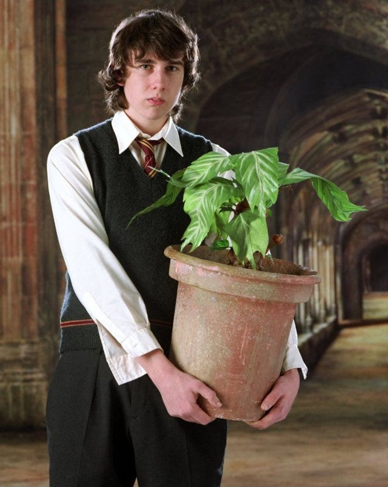 Taurus: Neville Longbottom - The Steadfast Warrior