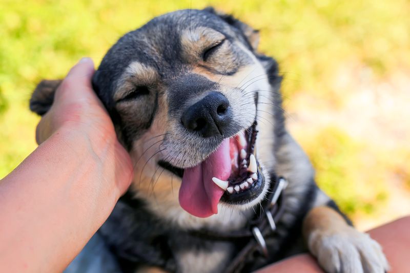 Gentle Petting in Their Favorite Spots