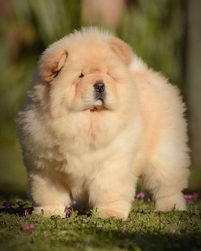 Chow Chow