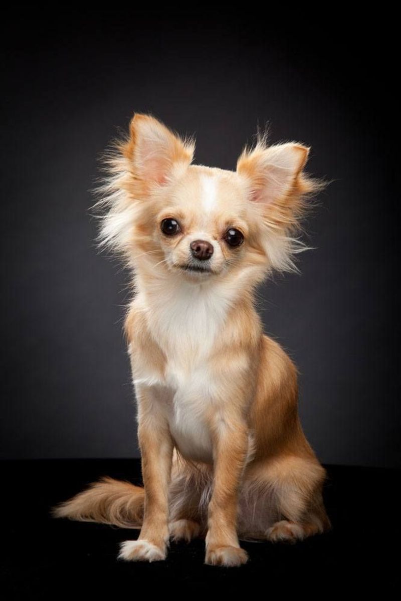 Chihuahua