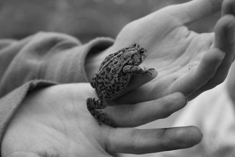 Touching Toads Causes Warts