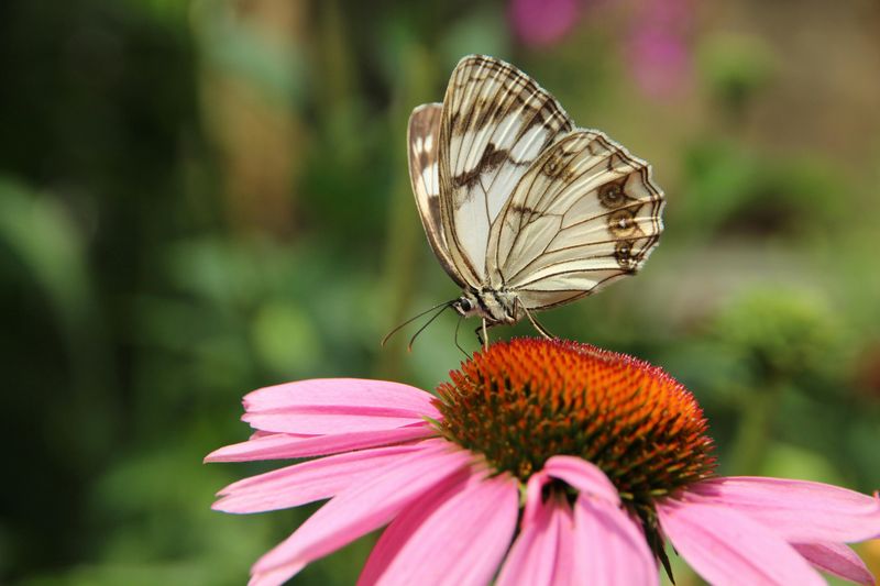 Butterflies or Moths