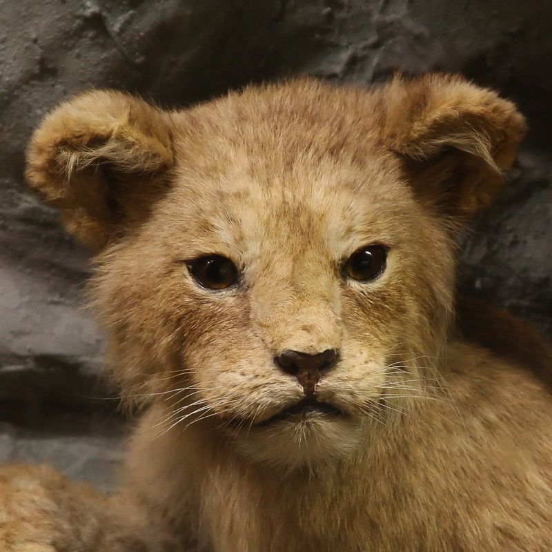 7. The Lion King (2019)