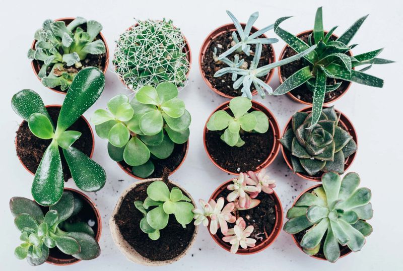Plant Propagation & Sales