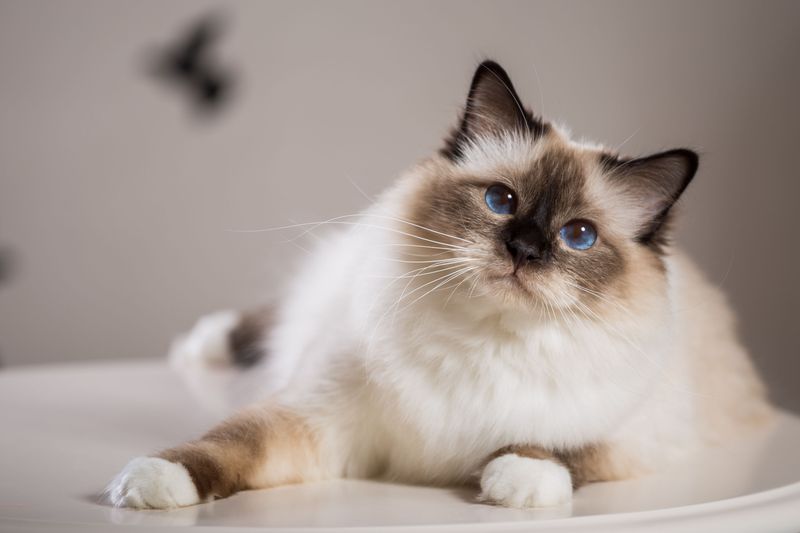 ISFJ – Birman: The Nurturer's Sacred Companion