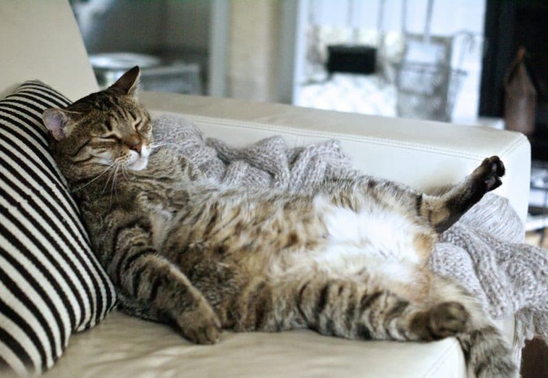 Sleeping in Vulnerable Positions