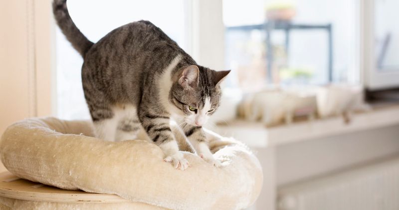 Kneading (a.k.a.