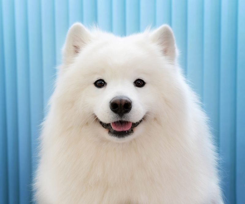 Samoyed