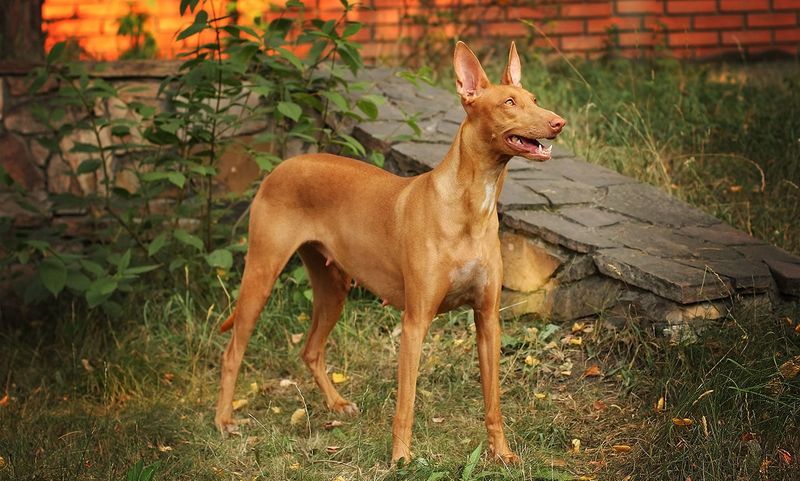 Pharaoh Hound: The Blushing Royal