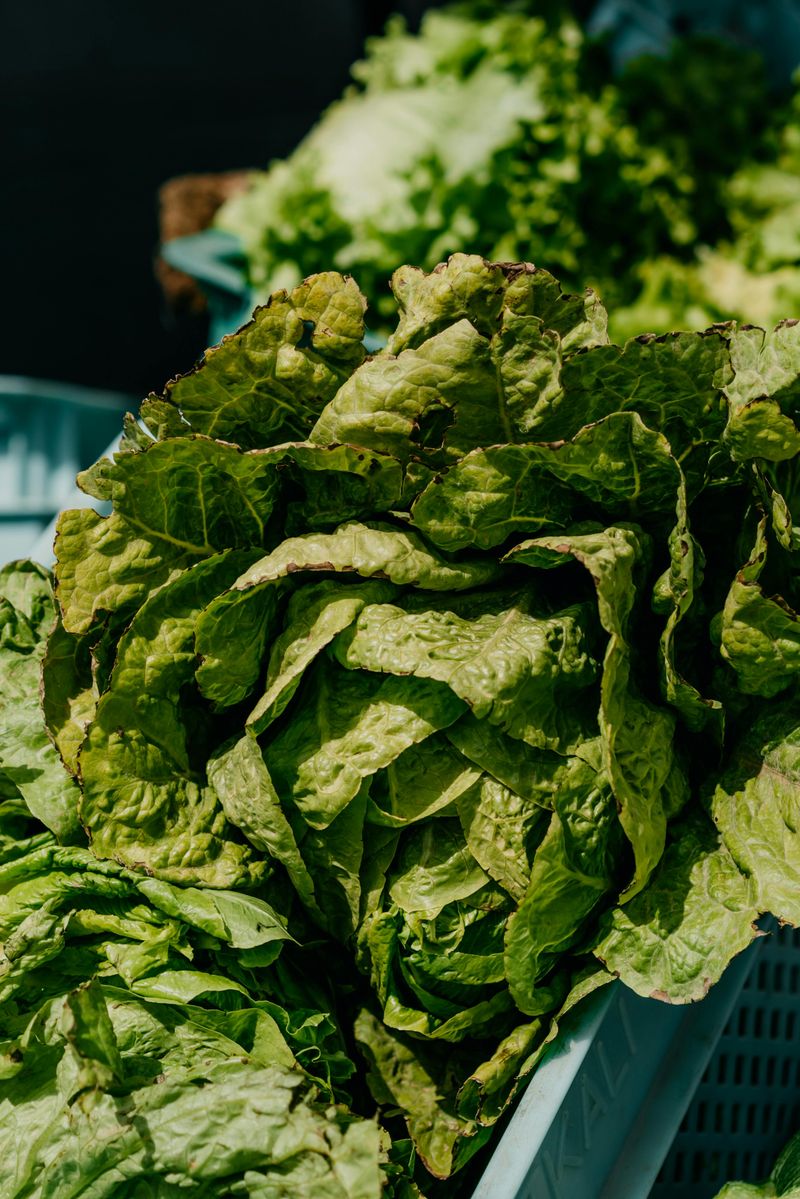 Iceberg Lettuce: The Cool Crisp That Revolutionized Salads