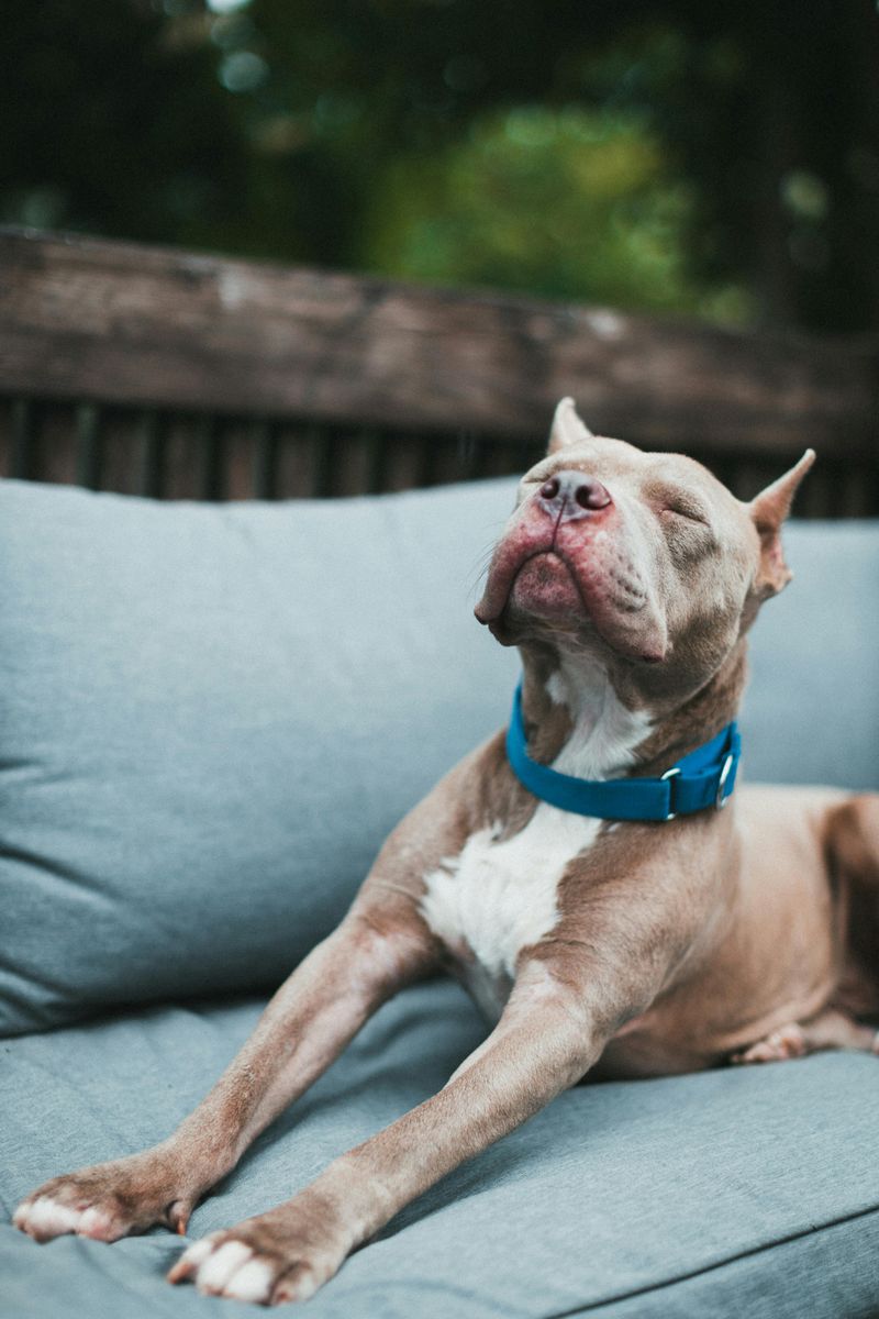 Pit Bull — You’re Misunderstood but Big-Hearted