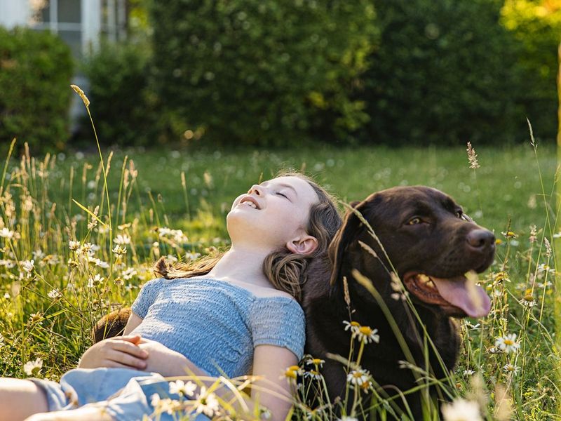 Labrador Retriever