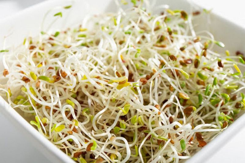 Alfalfa and Clover Sprouts: Delicate Shoots with Powerful Effects