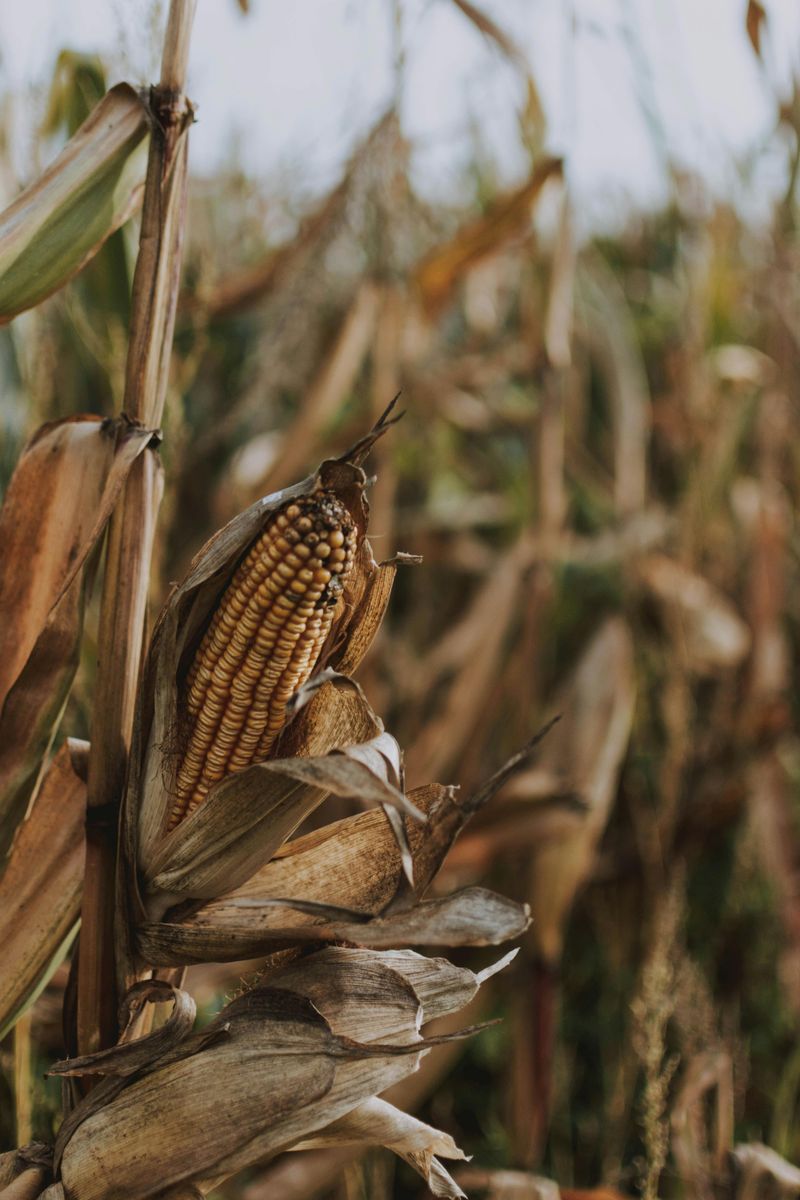 Corn Maze Adventure