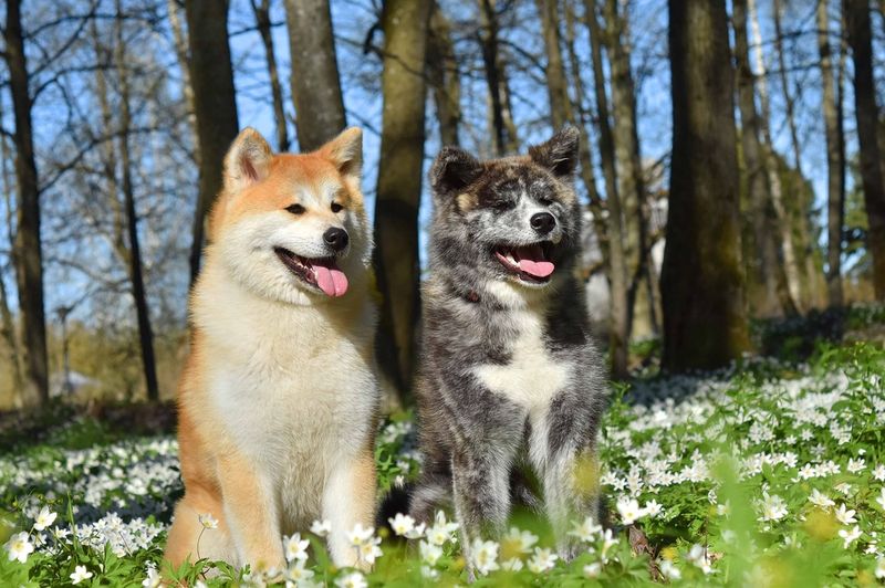 Akita Inu: Japan's Loyal Treasure