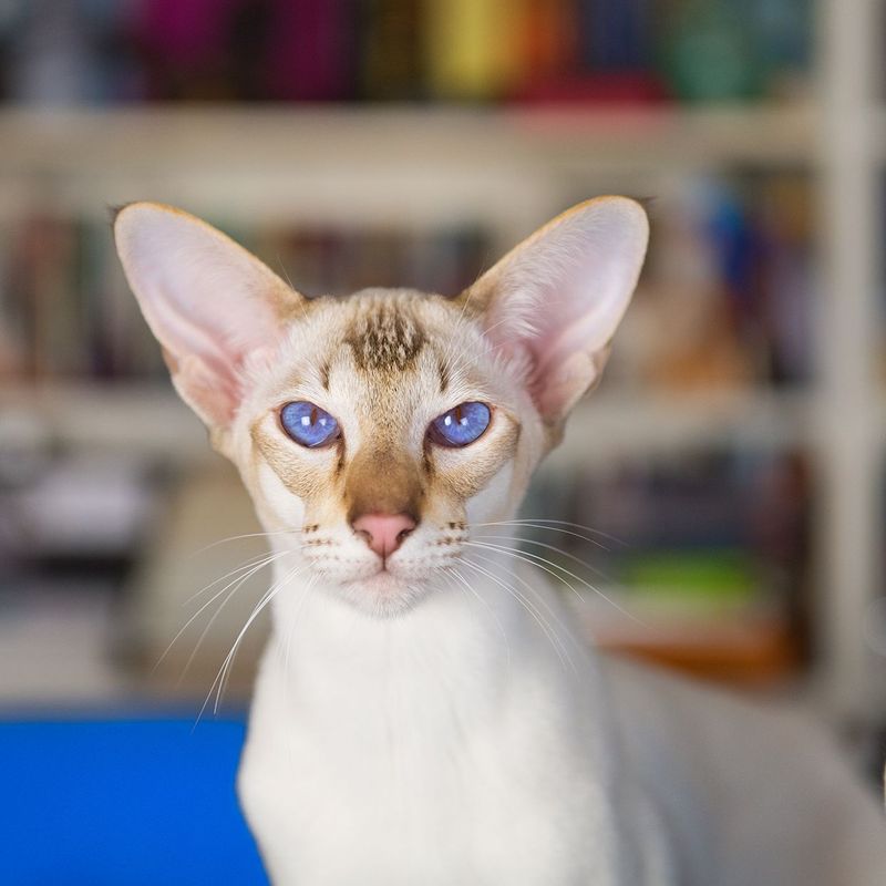 ESTJ – Oriental Shorthair: The Administrator's Efficient Ally