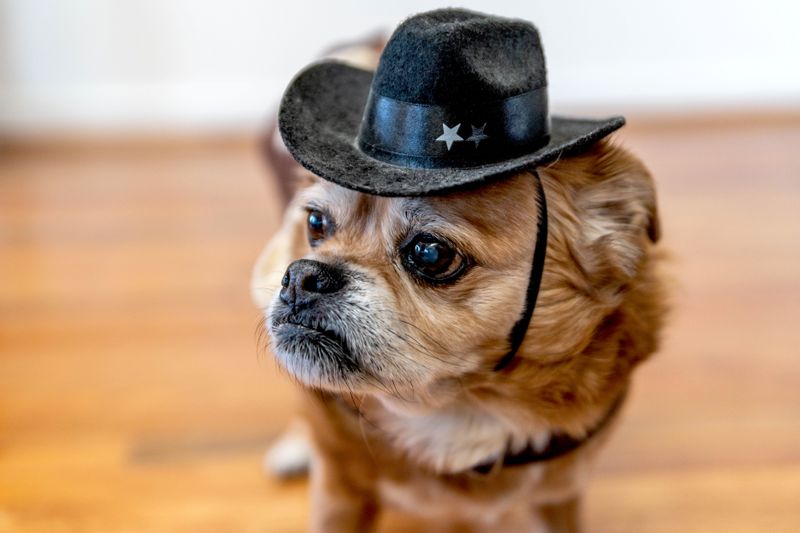 Dressing Them Up (If They Hate It)