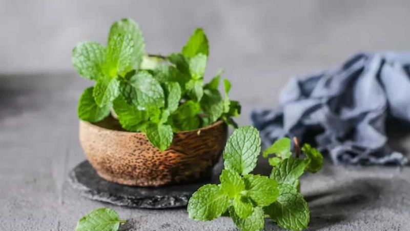 Fresh Herbs: Nature's Breath Mints