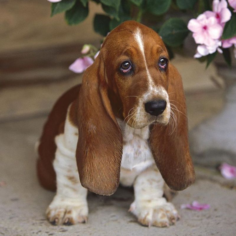 Basset Hound