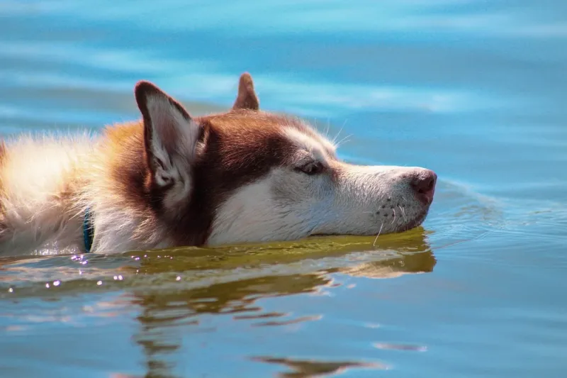 Protect from Overheating in Warm Weather