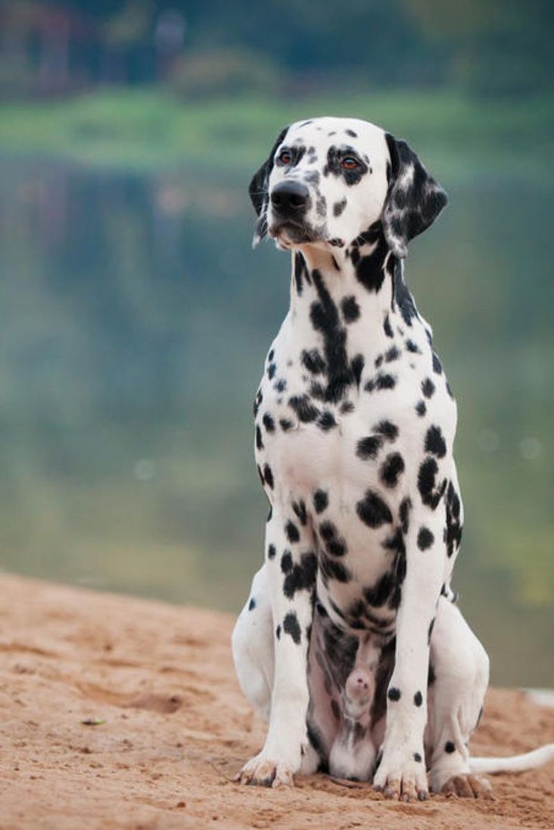 Dalmatian