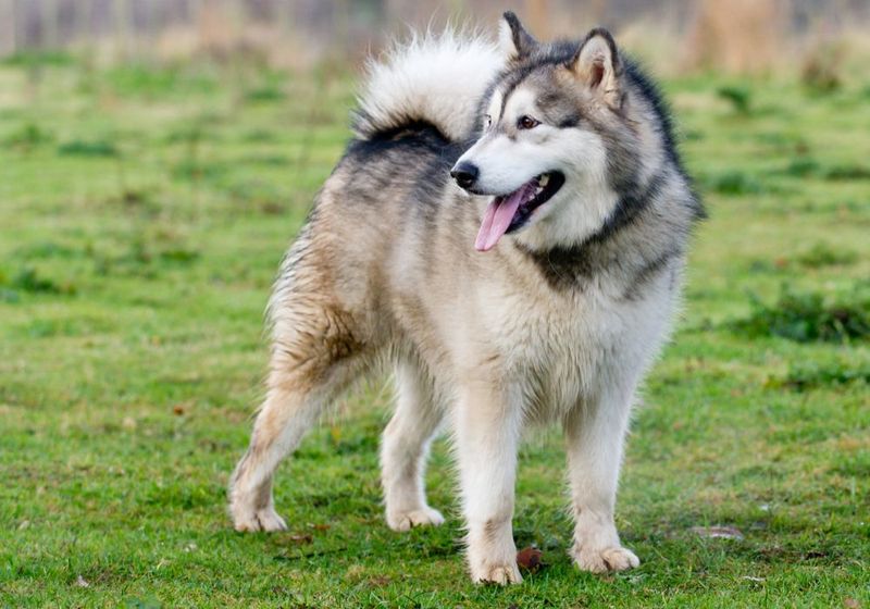 Alaskan Malamute: The Arctic Powerhouse