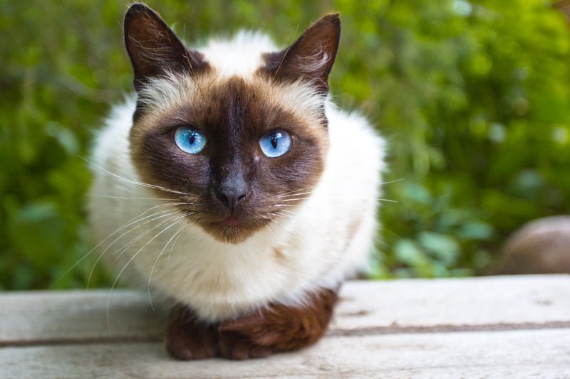 ENFJ – Siamese: The Social Catalyst's Vocal Partner