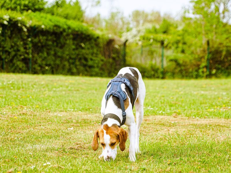 Letting Them Sniff on Walks