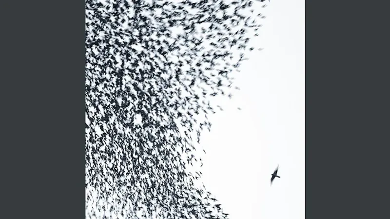 Sky Blue Sky – Wilco